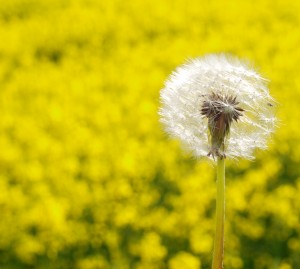 Dandelion